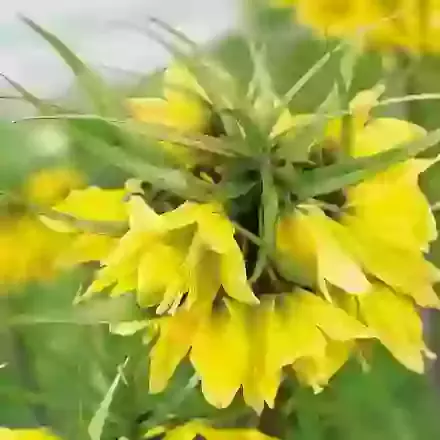 Early Sensation